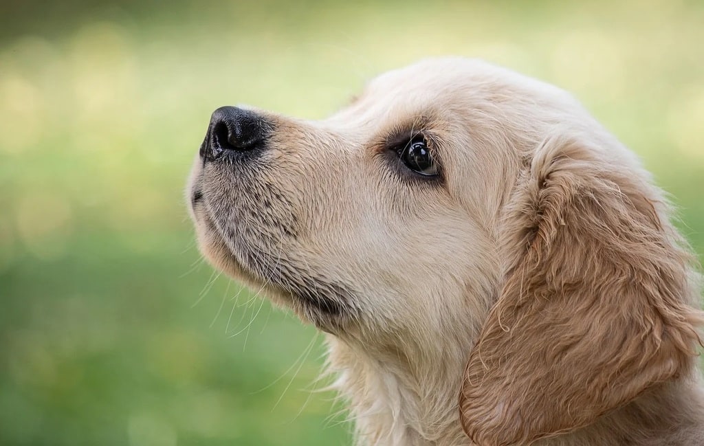 Comment éduquer votre chiot en douceur &nbsp;?
