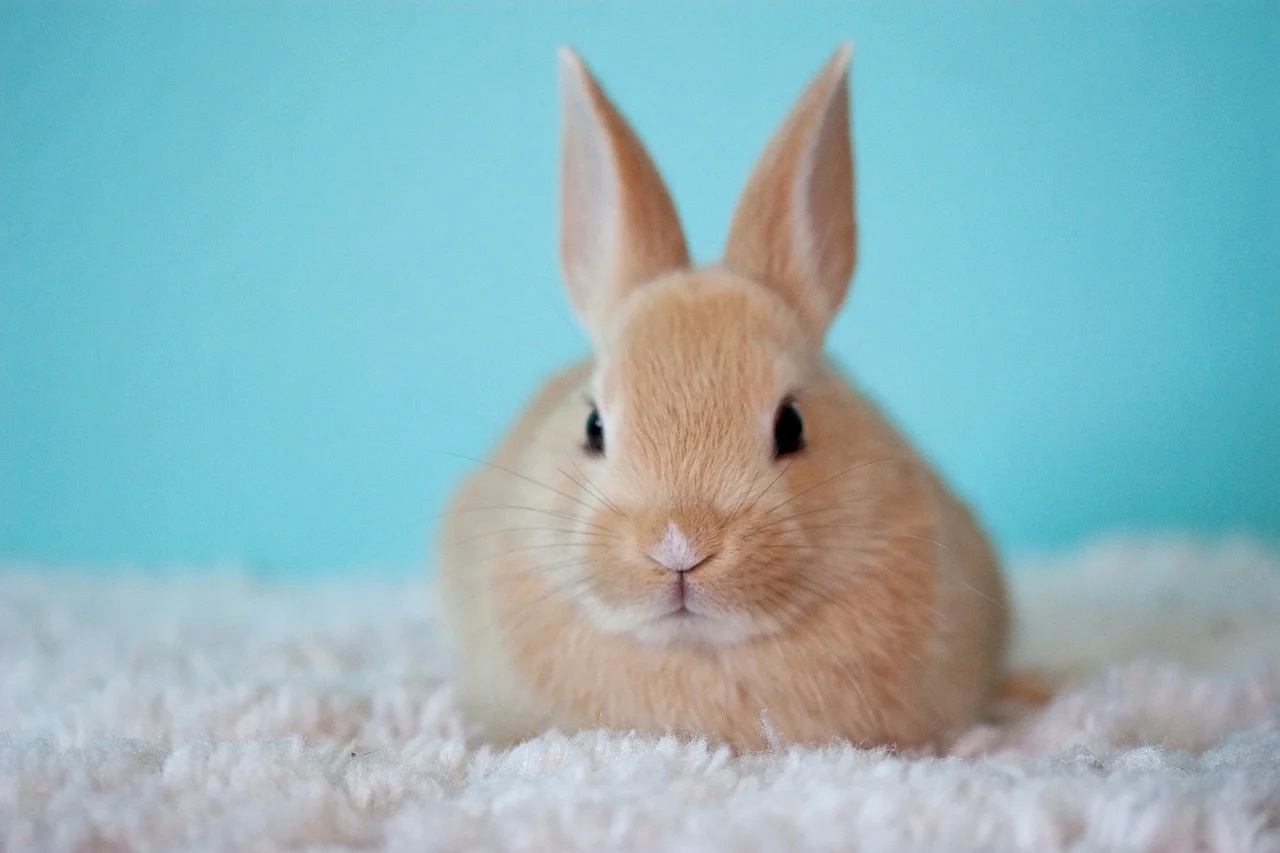 Les soins essentiels pour les lapins domestiques