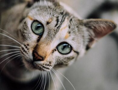 Les avantages des colliers anti-parasitaires pour les chats
